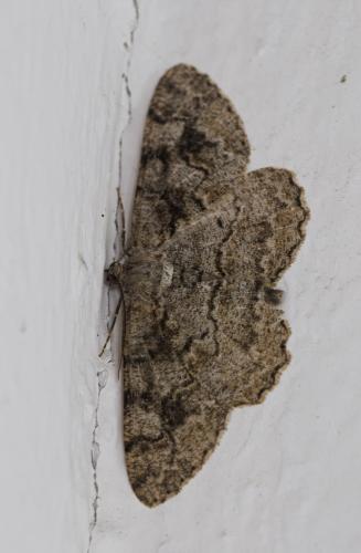 Alcis repandata